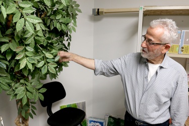 MARIO BARTEL/THE TRI-CITY NEWS Cosimo Geracitano paints the name of each master painter he's recreated on the leaves of an artificial tree in the basement of his Coquitlam home.